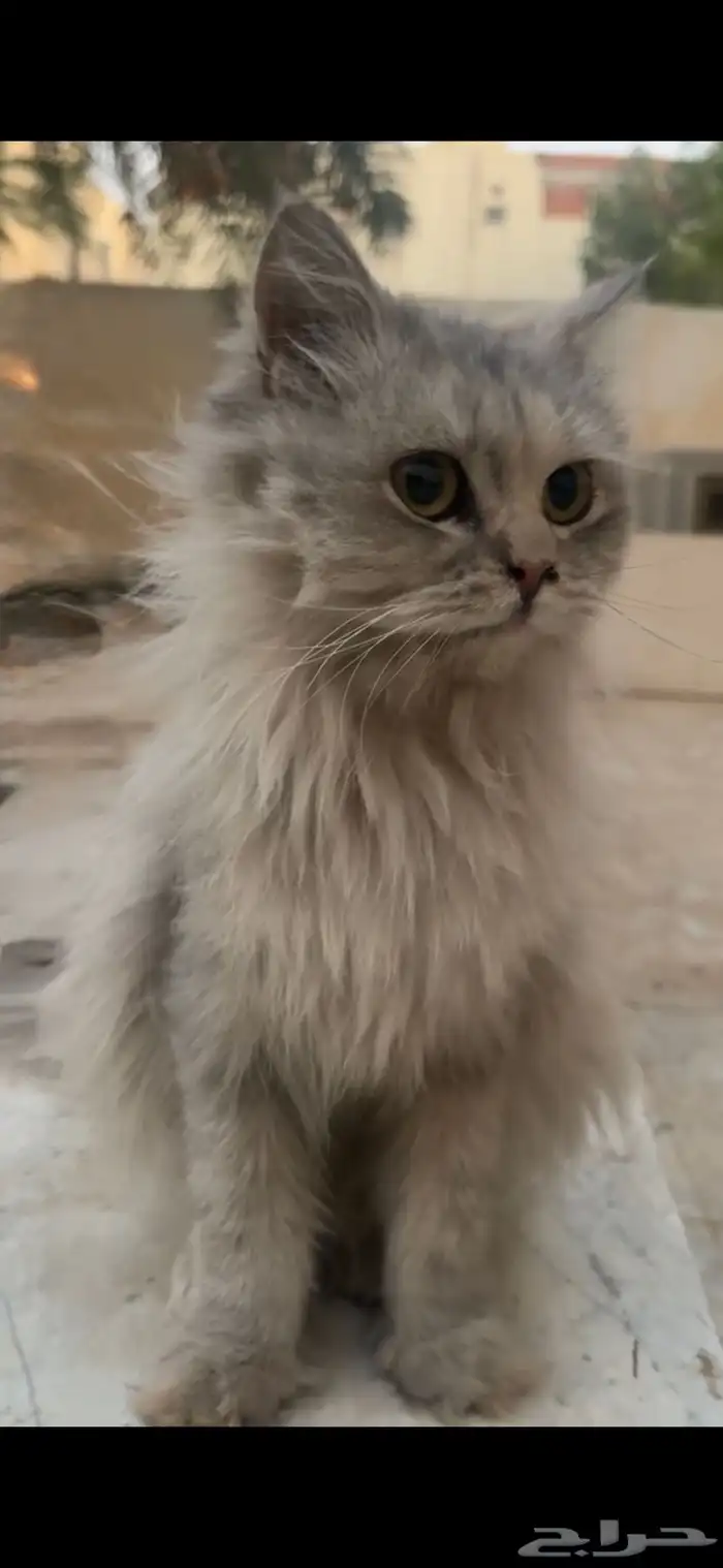 لقيته في الحوش ضايع الي يبغى يتبنى ياخذه 0