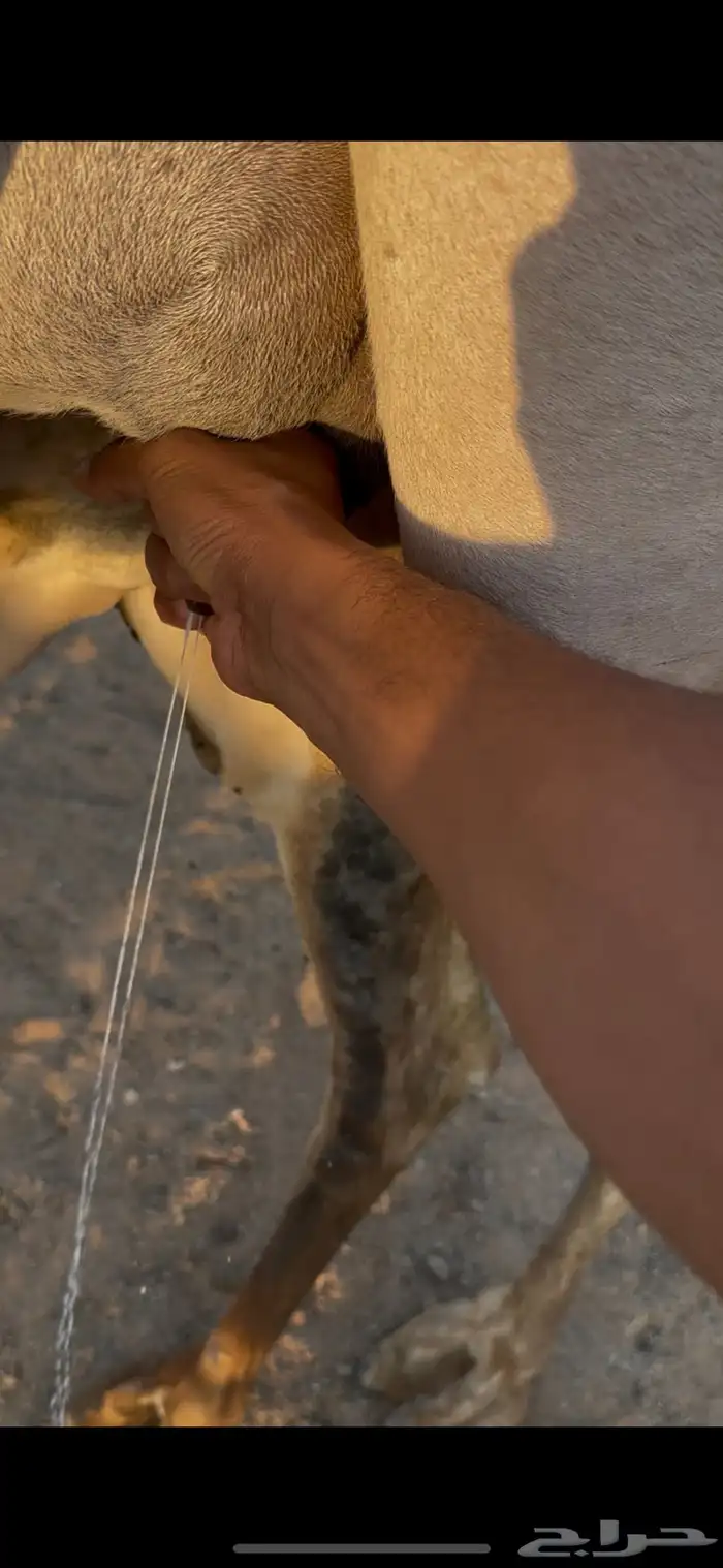 عشرا عمانيه 4