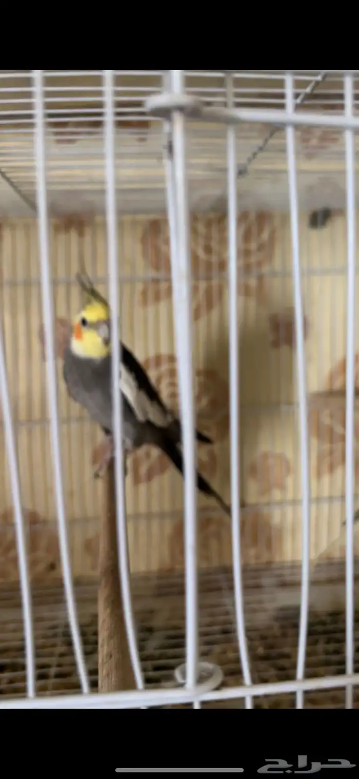 ذكور كيروان منتج شرط 4