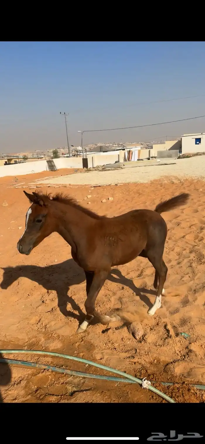 مهره تنافس الواهو ( شعبية ) 1