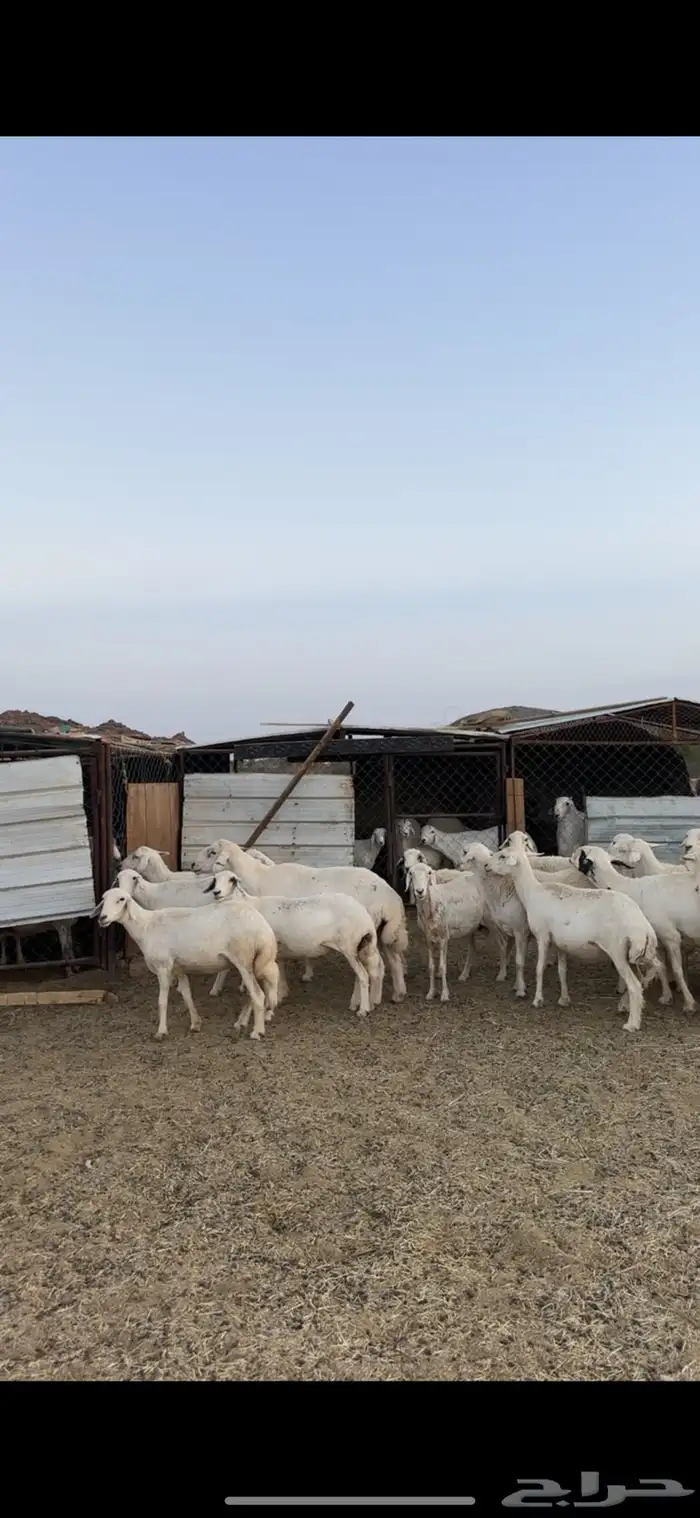 غنم مراح دفيع مشروطه 3