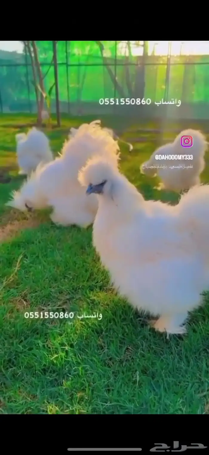 دجاج قطني ثلجي سلكي 0