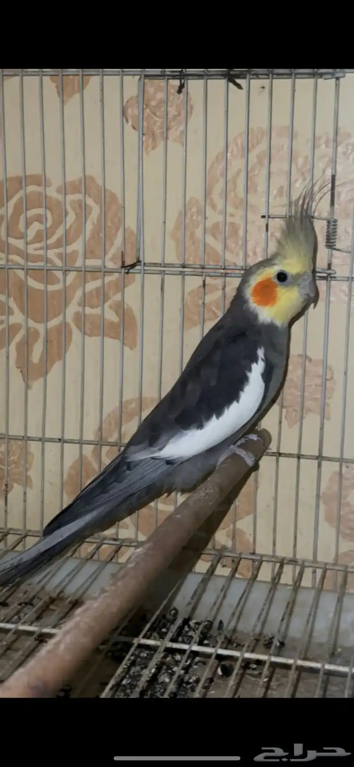 ذكور كيروان منتج شرط 0