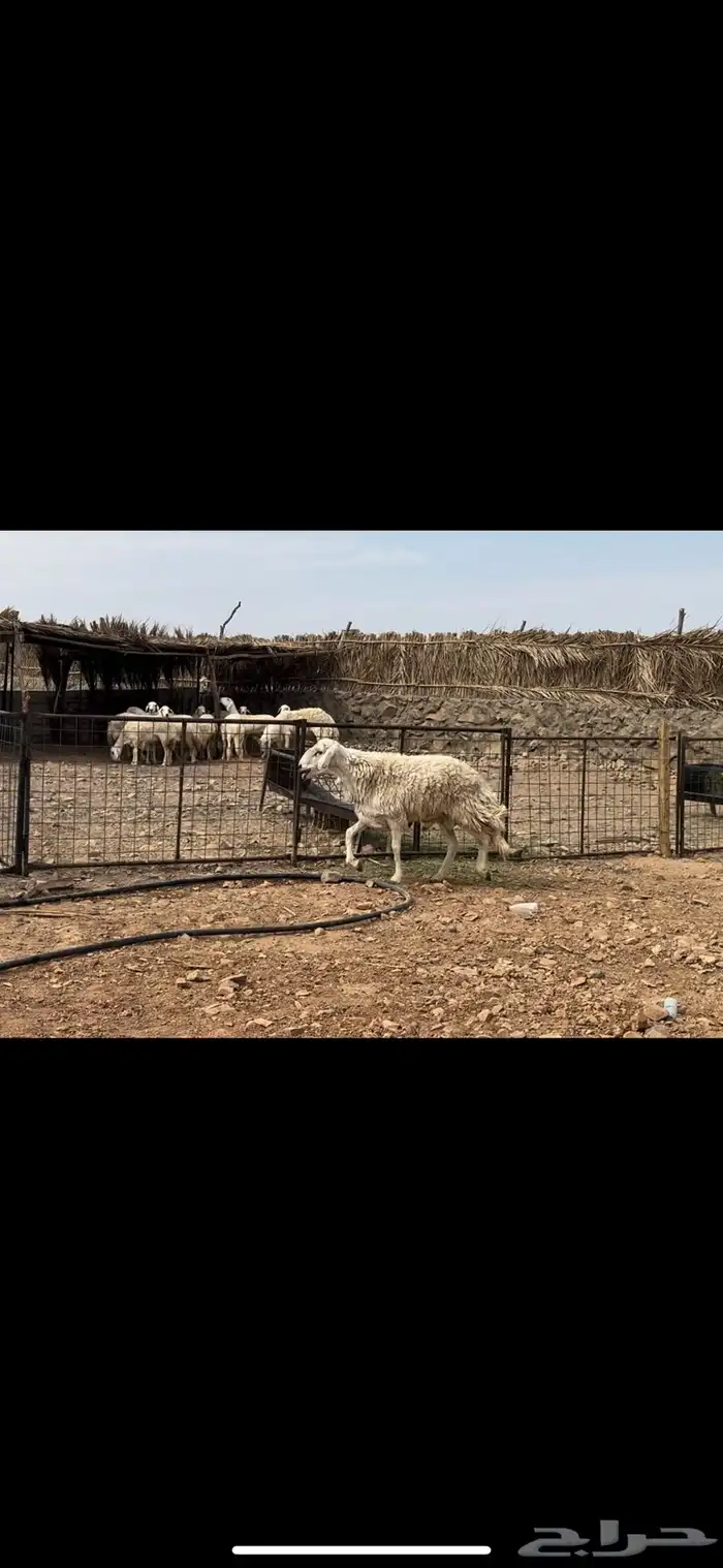 عرضين رخال. حريات ونجد 0