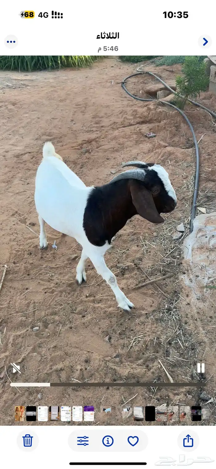 تيس بورقت اصل عمر 11 شهر 1