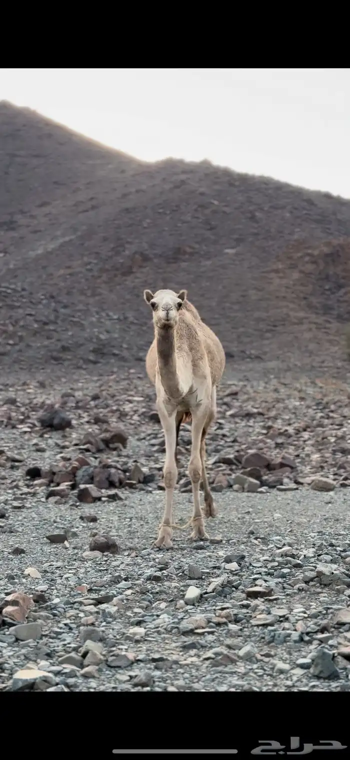 للبيع بكره لقيه 0