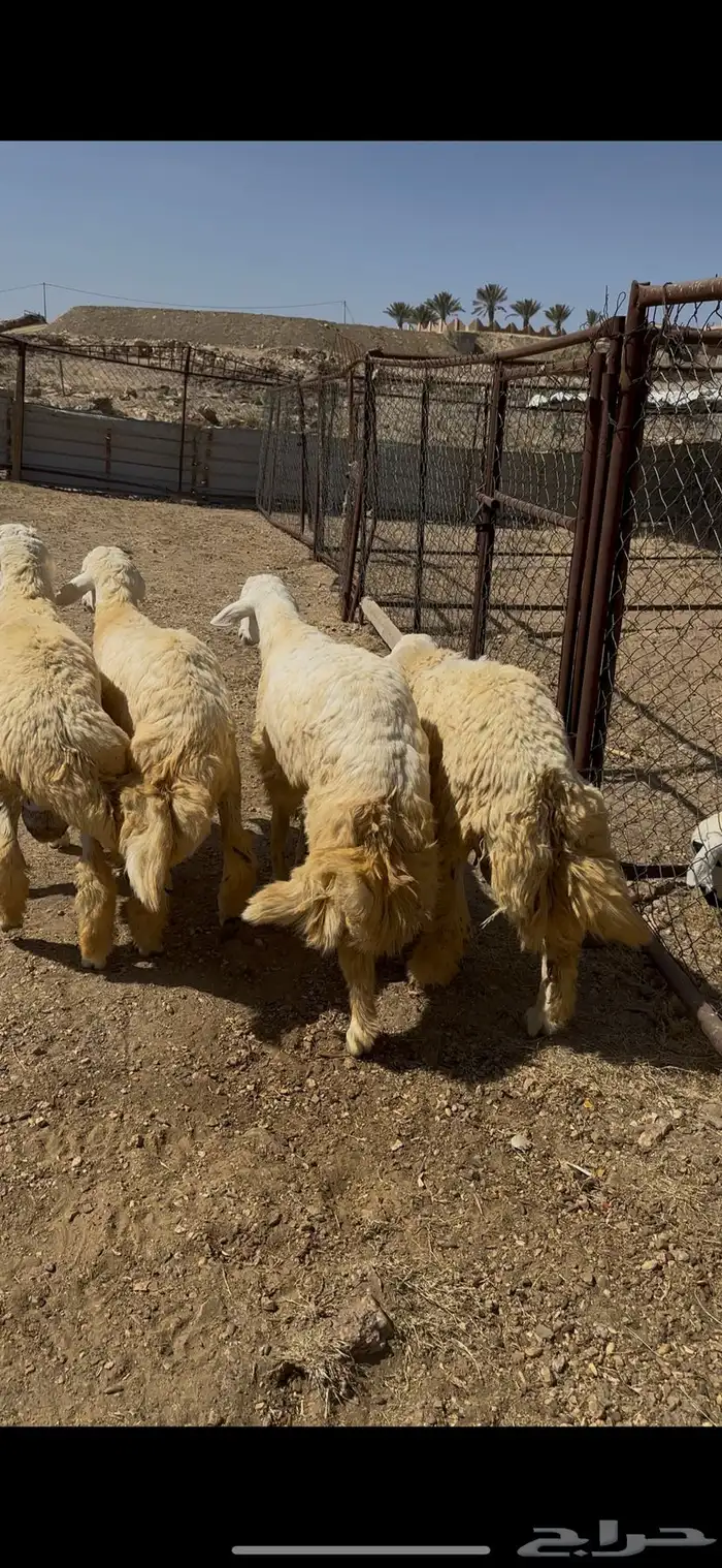 خرفان للبيع 0