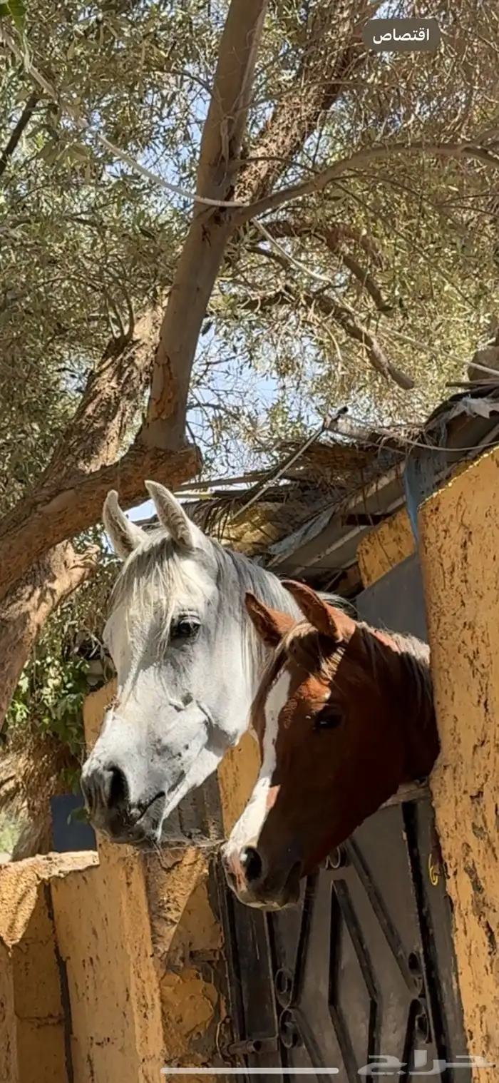 فرس شيخة معها مهره ولقاح 4
