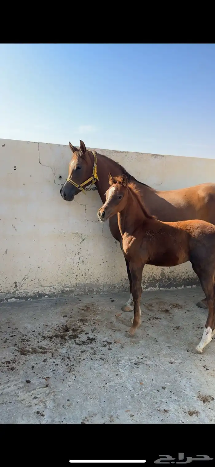 مهره تنافس الواهو ( شعبية ) 5