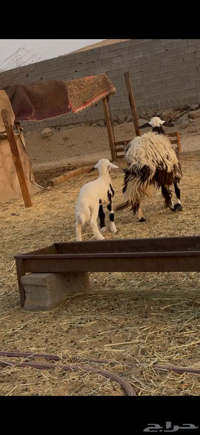 اعرض لكم رخل ثنيه تحتها طلي فاخره الرخل 0