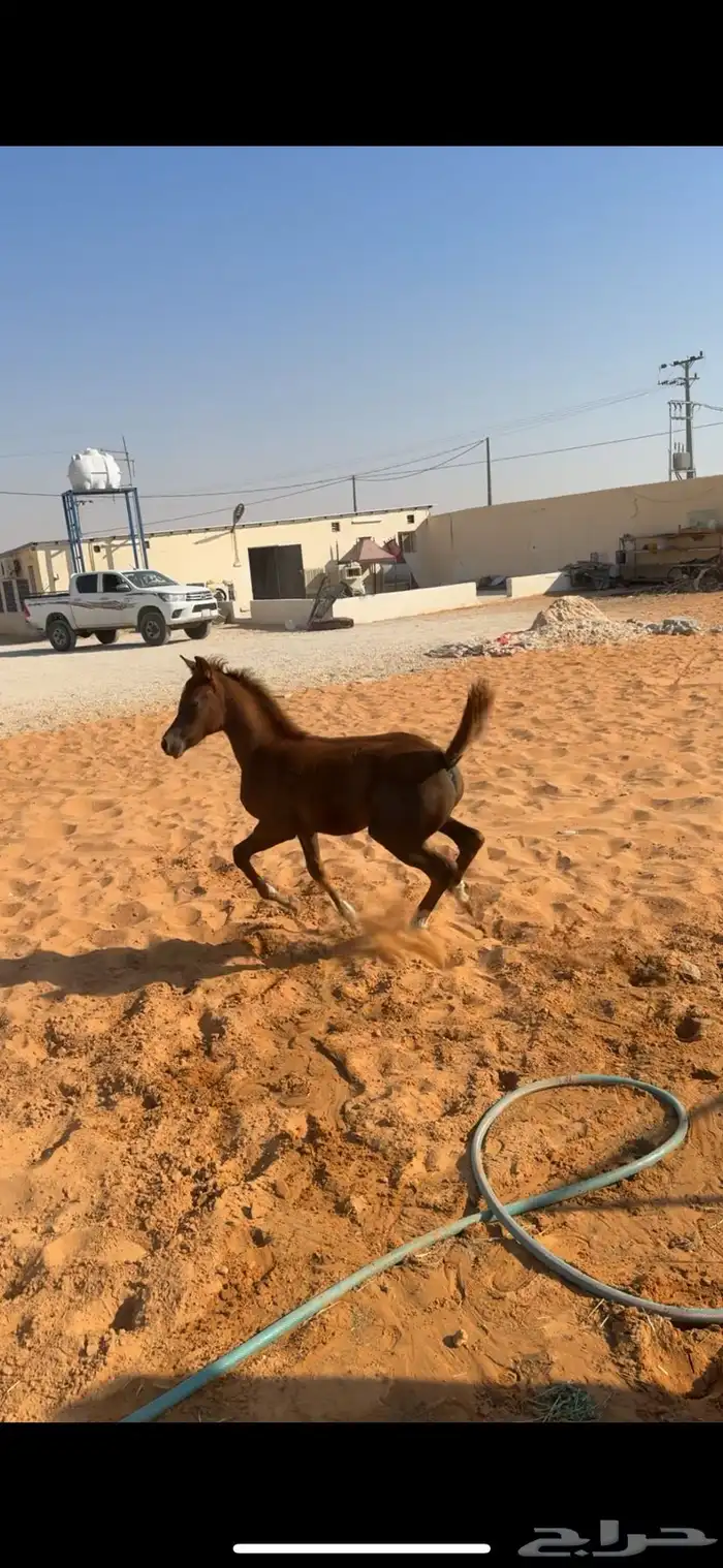 مهره تنافس الواهو ( شعبية ) 3