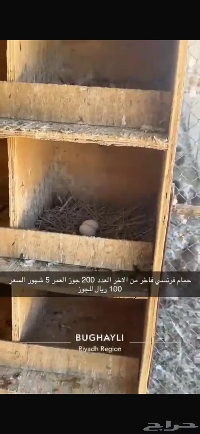 حمام فرنسي طبات بداية انتاج 4