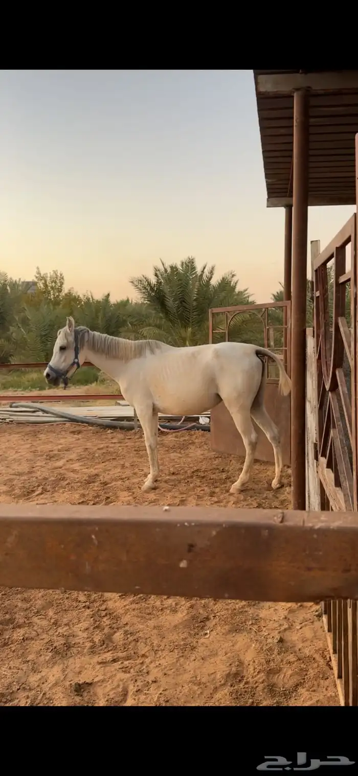 فرس شيخة معها مهره ولقاح 0