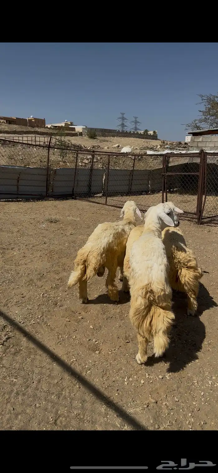خرفان للبيع 1