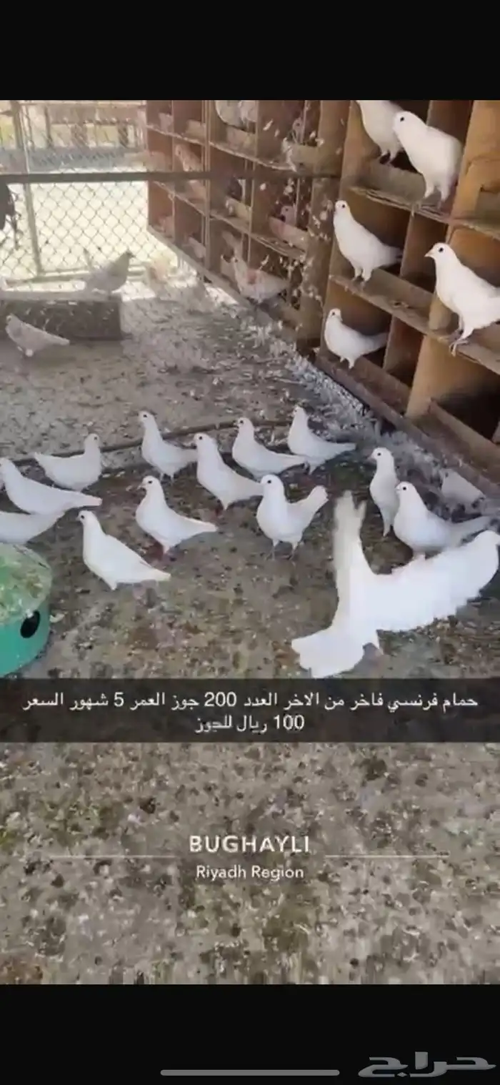 حمام فرنسي طبات بداية انتاج 2