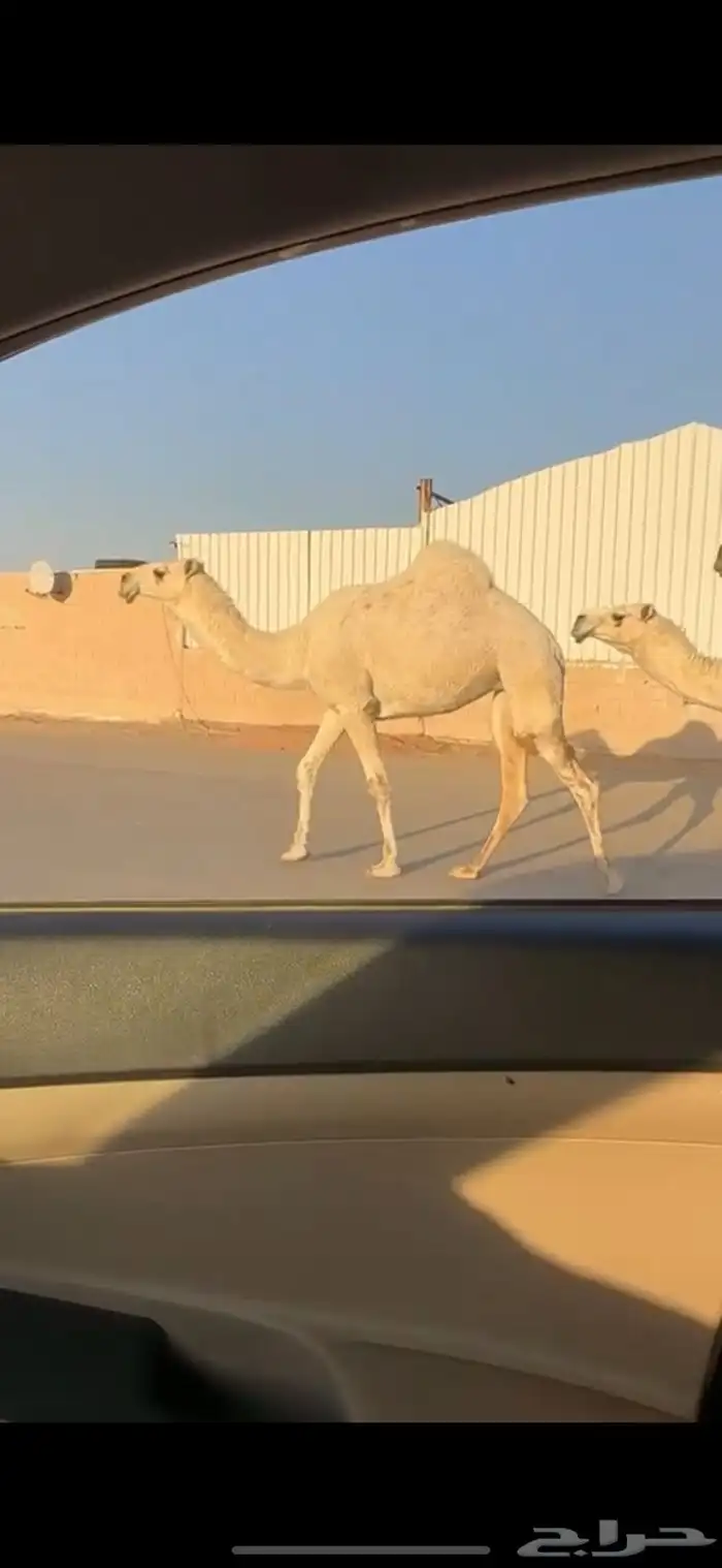 بكره وضحا كفو 1