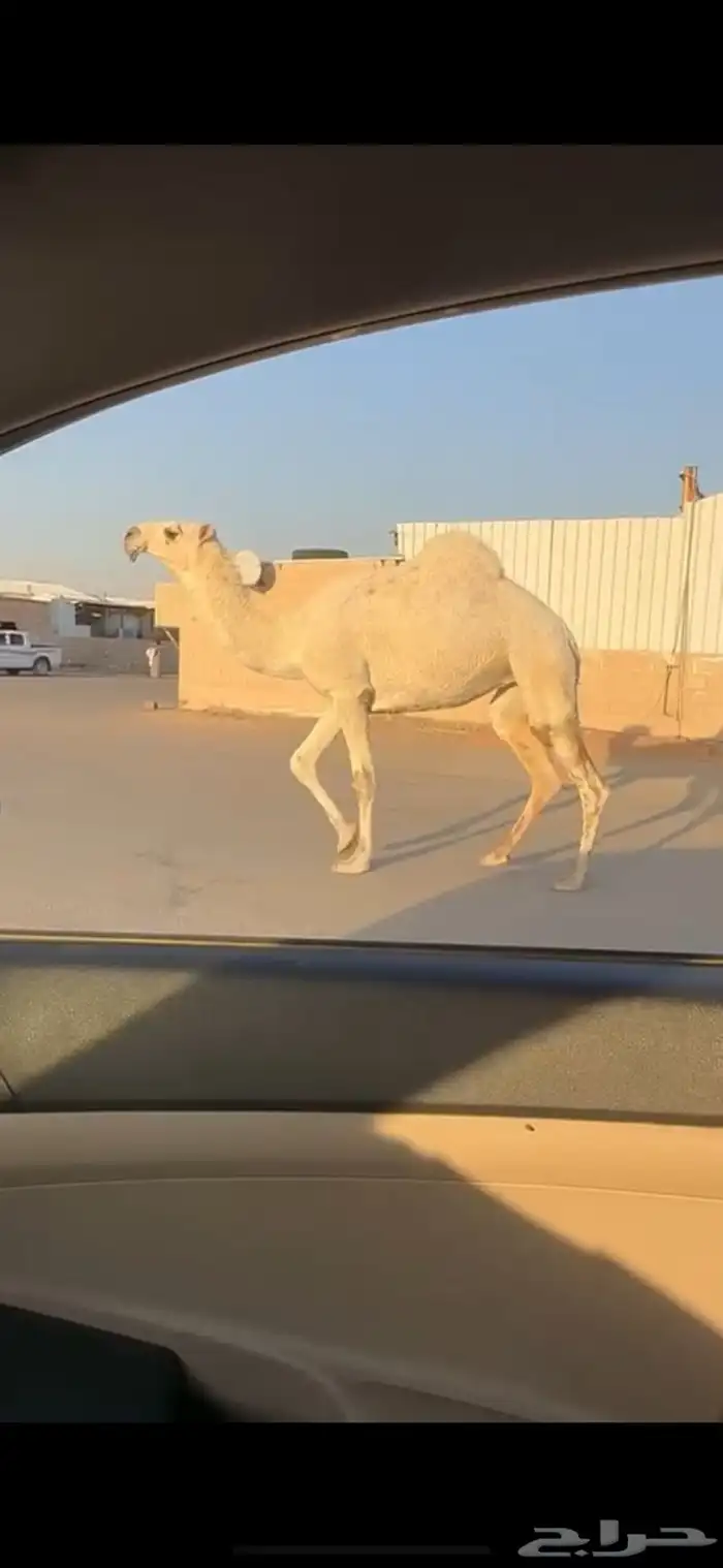 بكره وضحا كفو 0