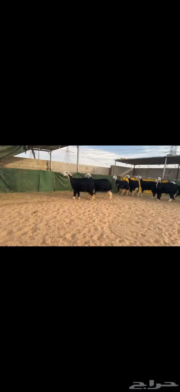 عرض بيع رخل جذعات 5