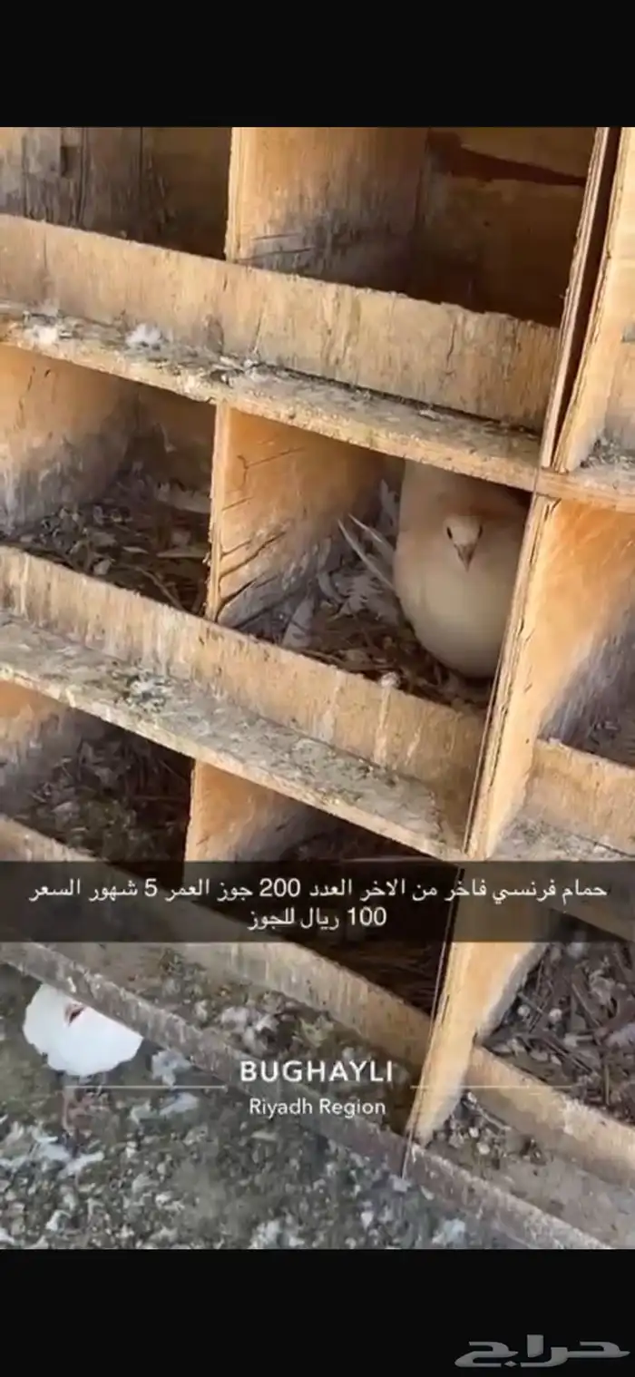 حمام فرنسي طبات بداية انتاج 7