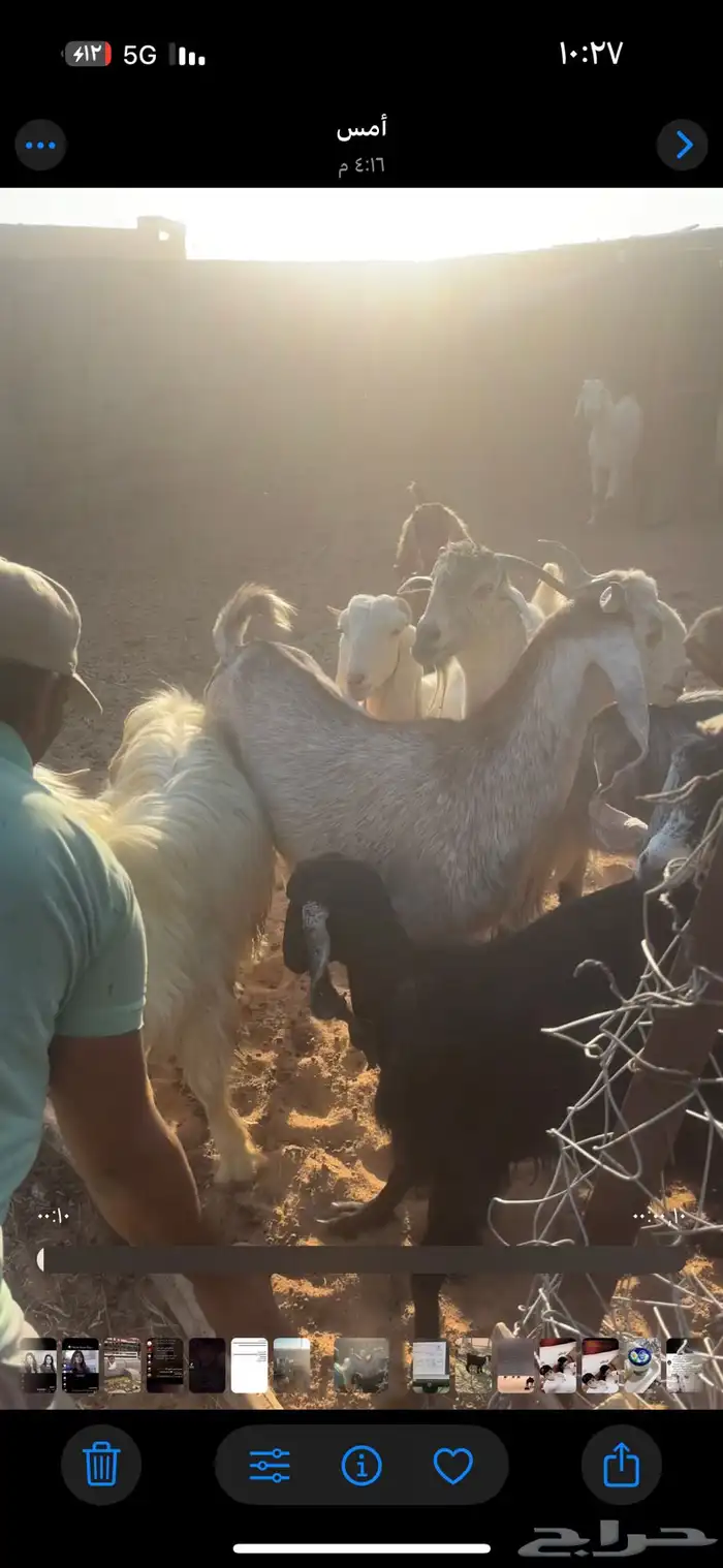 معزا للبيع 2