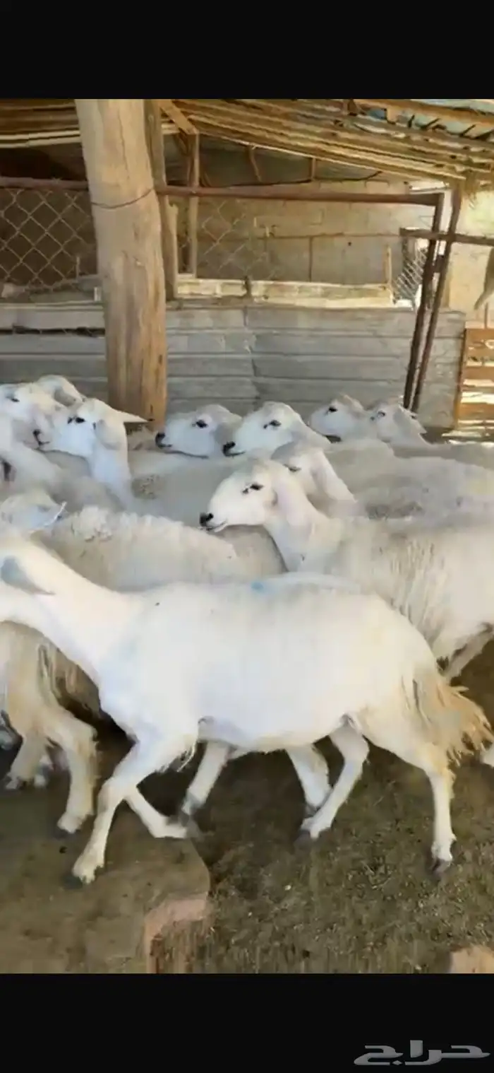 20 جذعات دفيع بفحلها 0