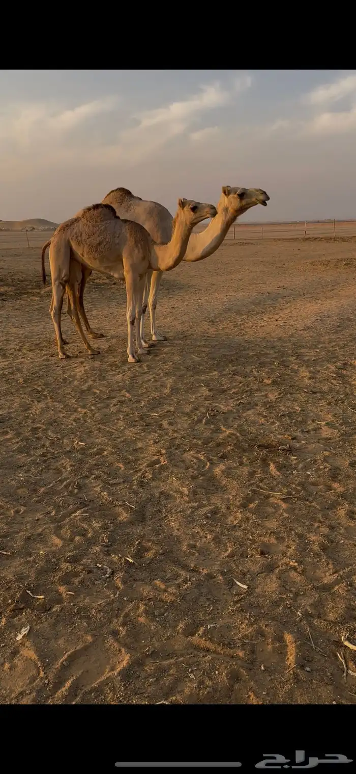 عشرا عمانيه 1