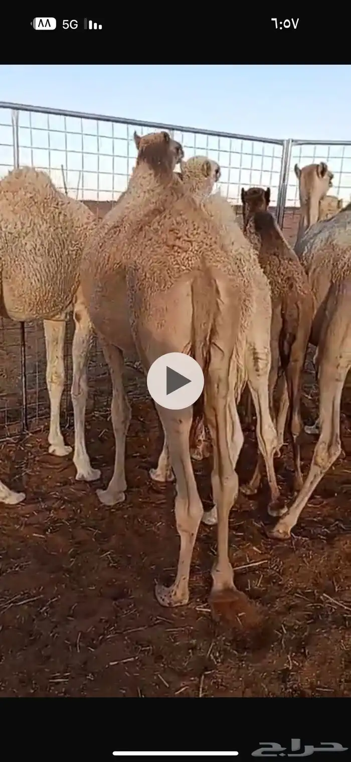 قعدان العدد 11 فيهن بكرتين 0