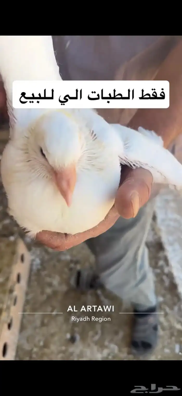 حمام فرنسي طبات بداية انتاج 9