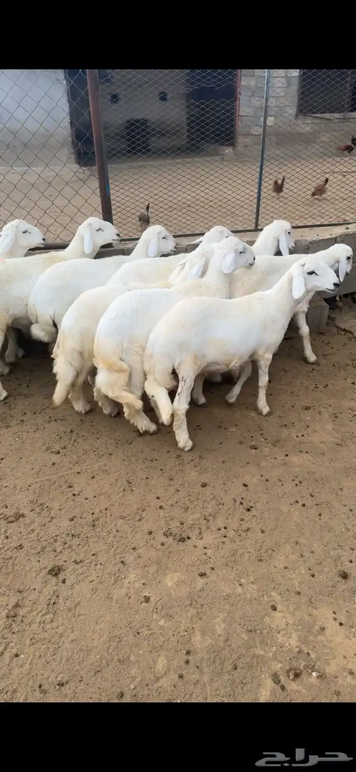 تسعه خرفان سمان ونظاف ومشروطه عمر اربعه شهور 2
