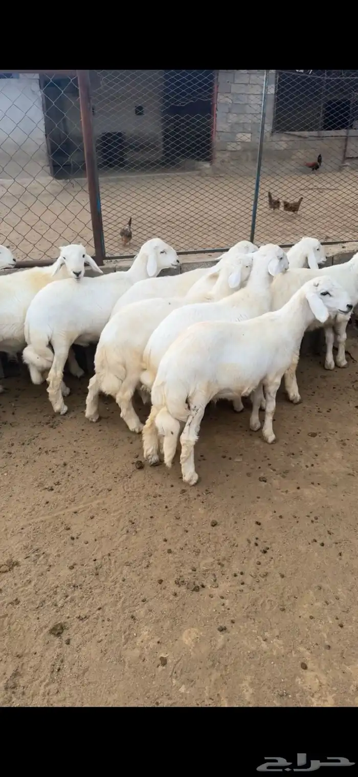 تسعه خرفان سمان ونظاف ومشروطه عمر اربعه شهور 1