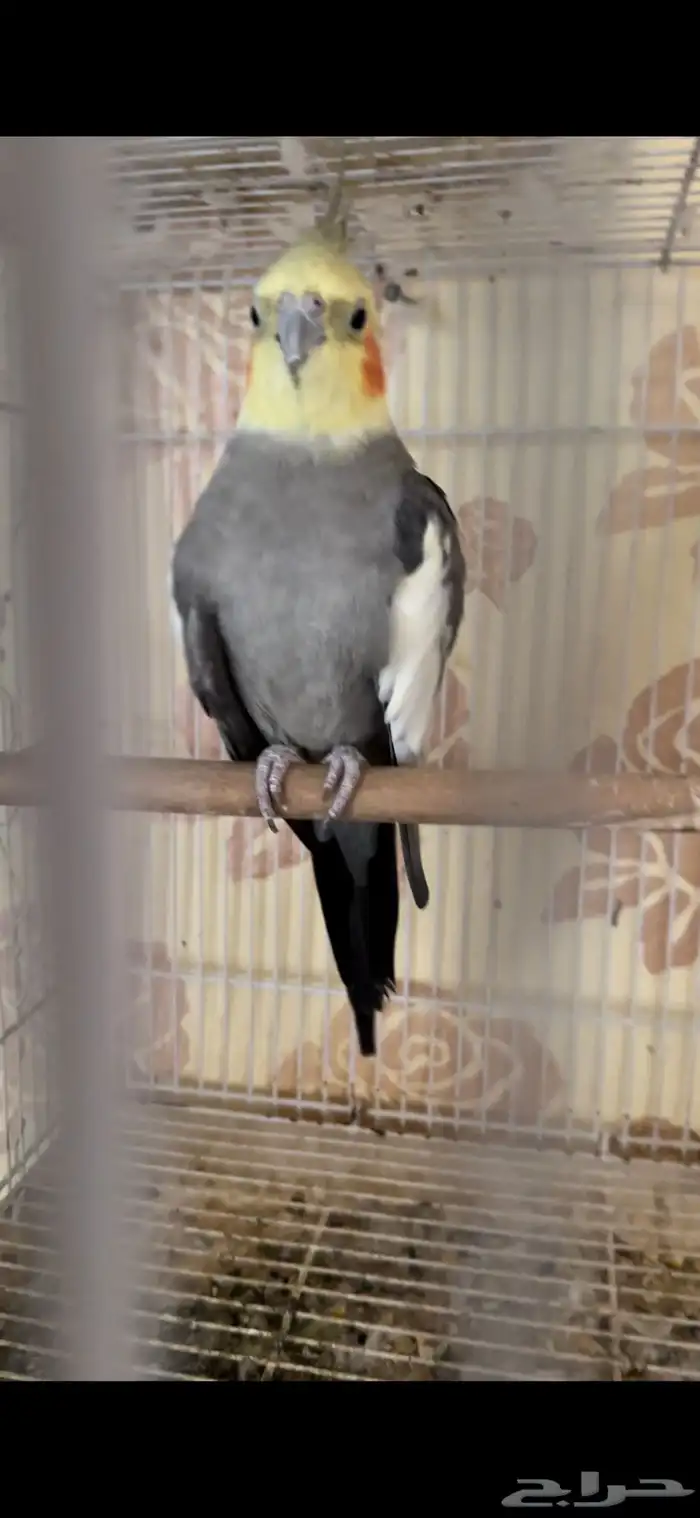 ذكور كيروان منتج شرط 7