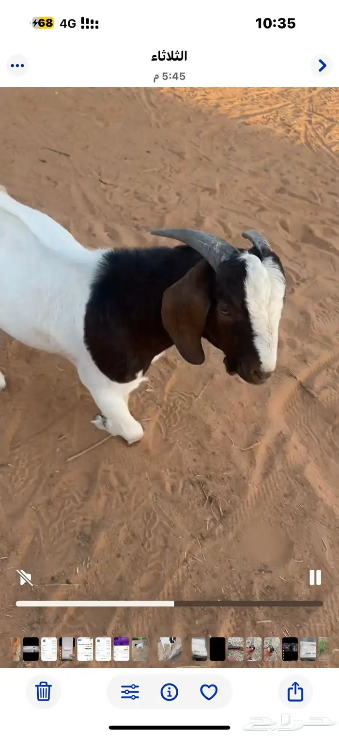 تيس بورقت اصل عمر 11 شهر 0