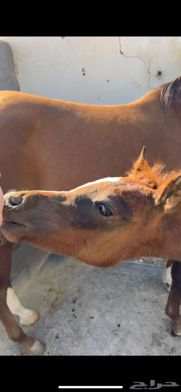 مهره تنافس الواهو ( شعبية ) 6