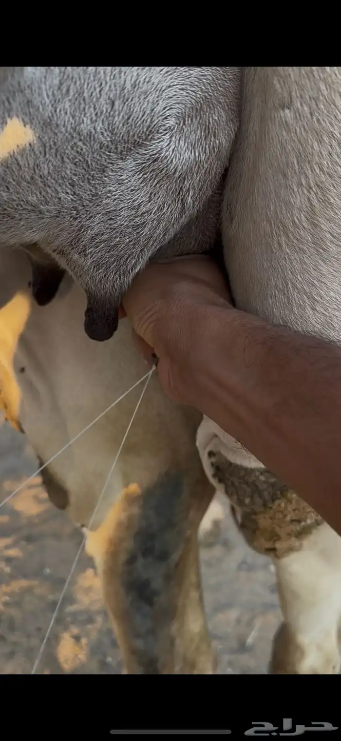 عشرا عمانيه 5