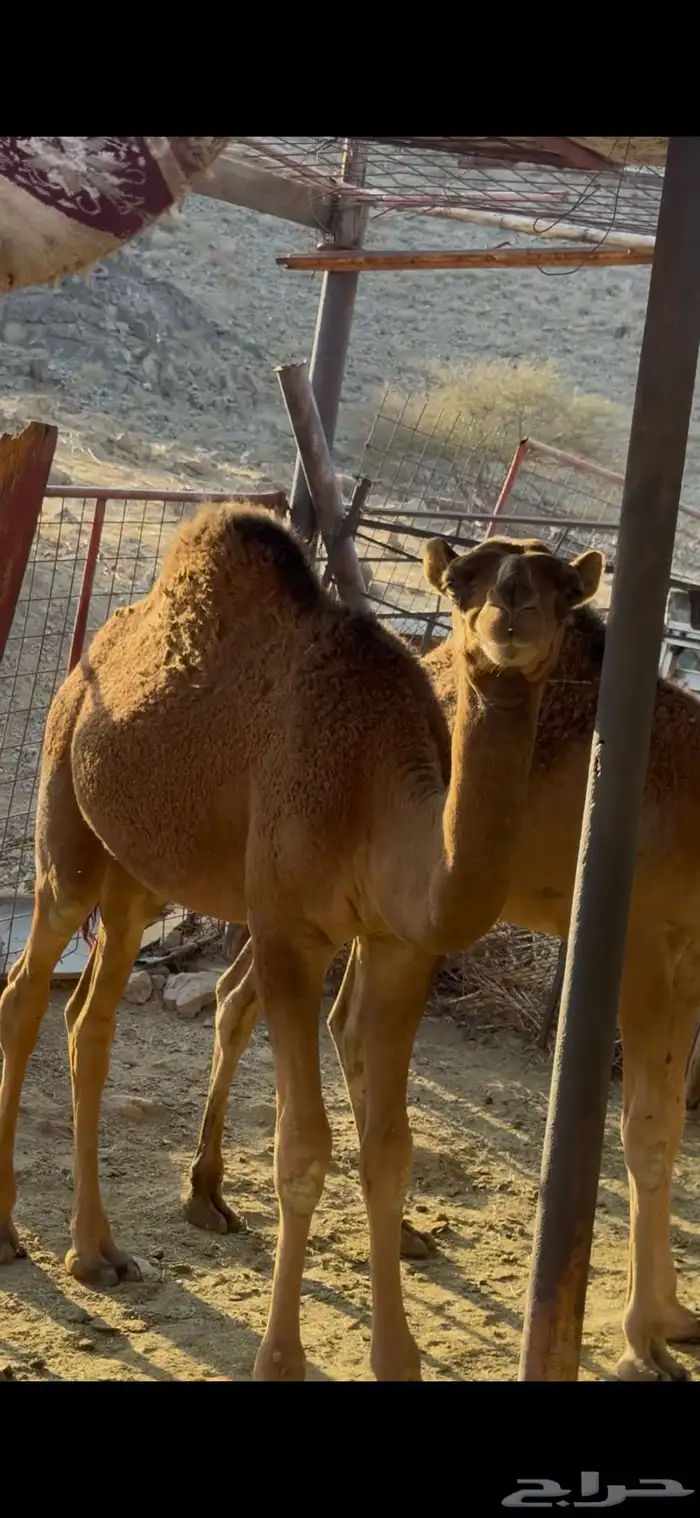 قعدان للبيع 1