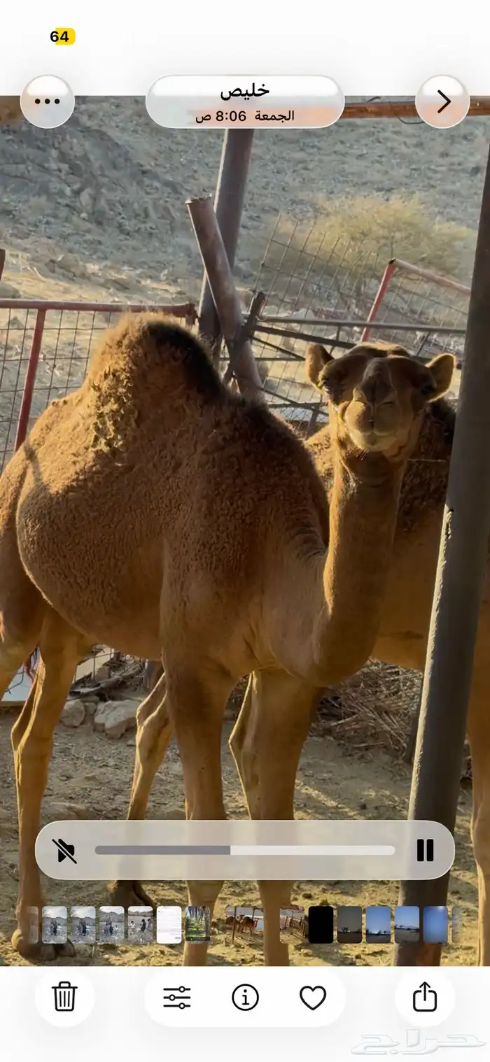 قعدان للبيع 4