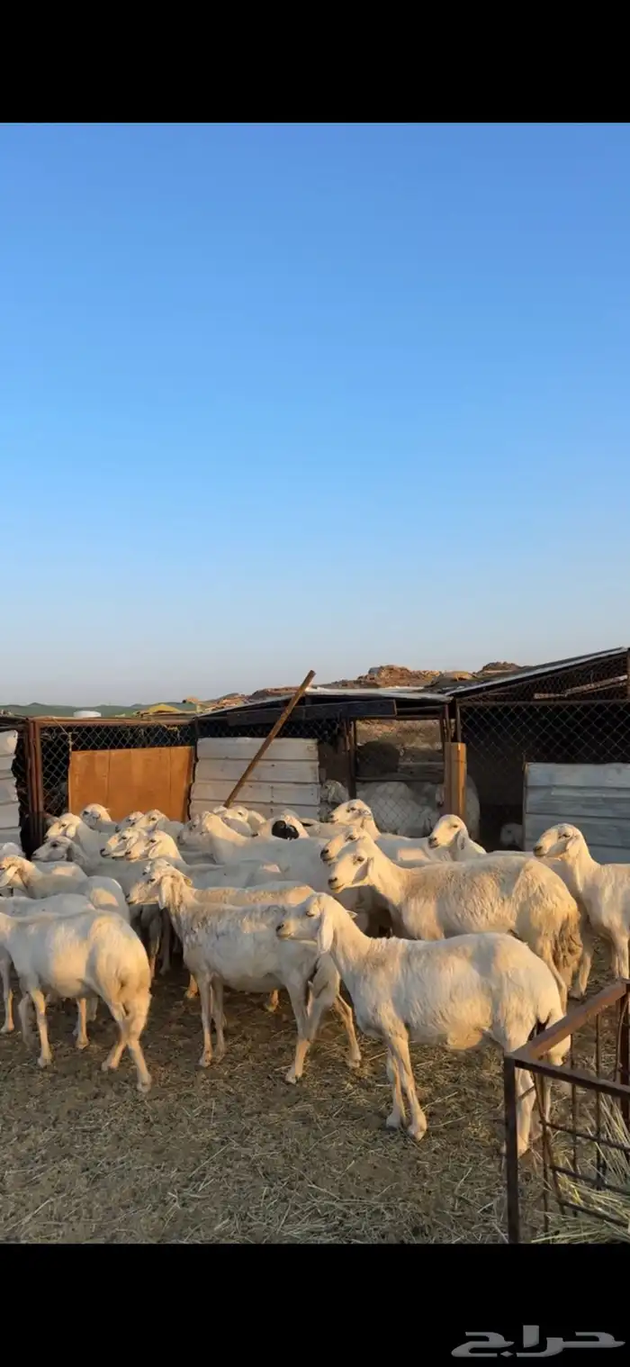 غنم مراح دفيع مشروطه 2