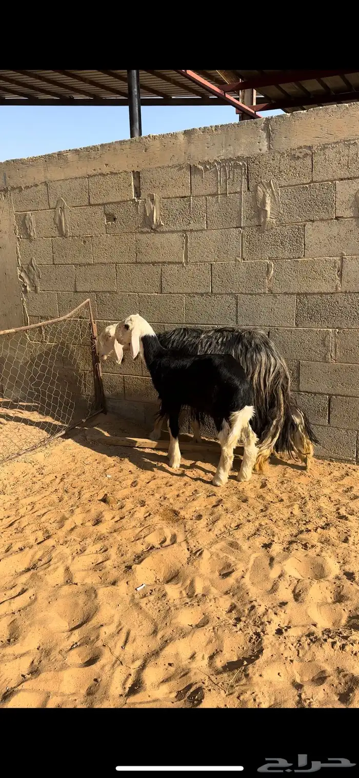 نجدية صنف والد (( تم البيييع)) 2