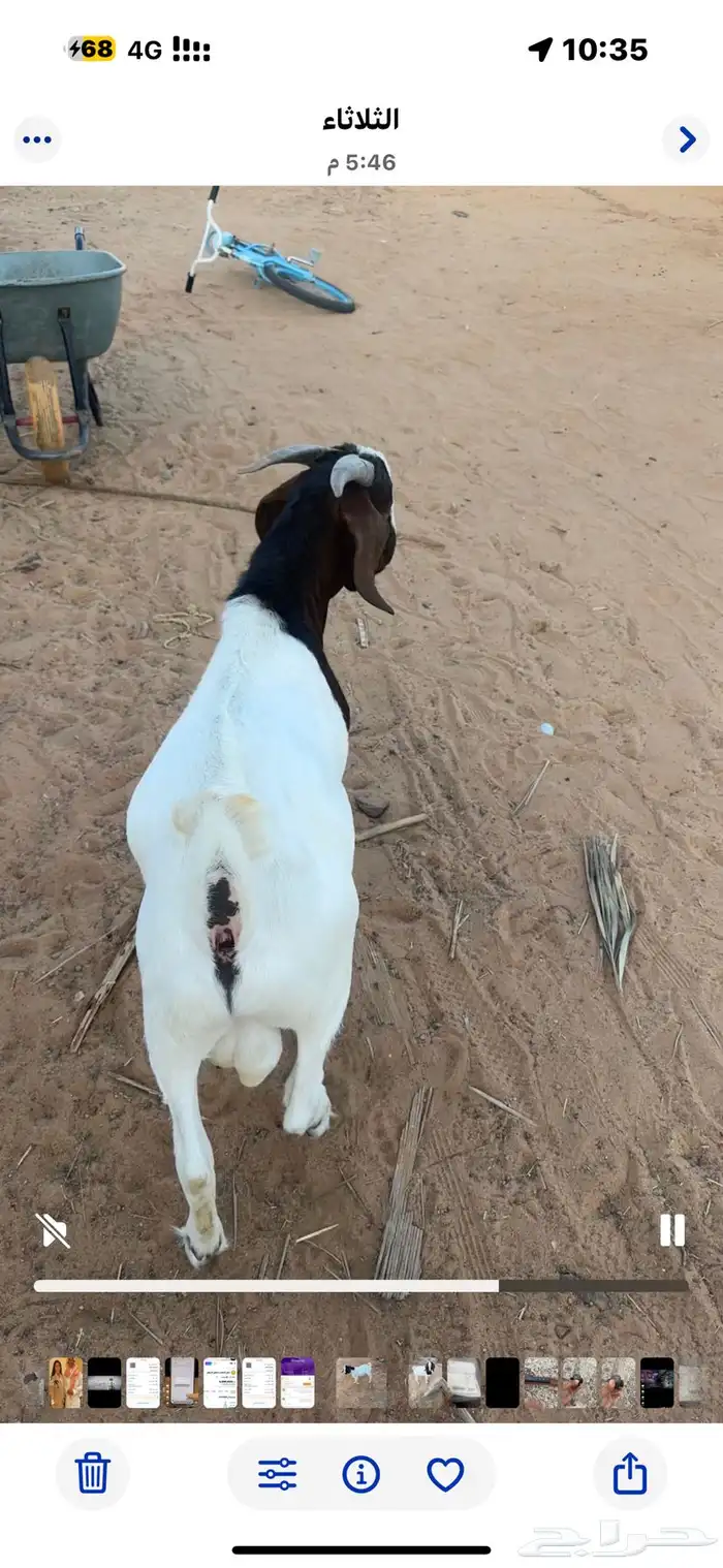 تيس بورقت اصل عمر 11 شهر 2