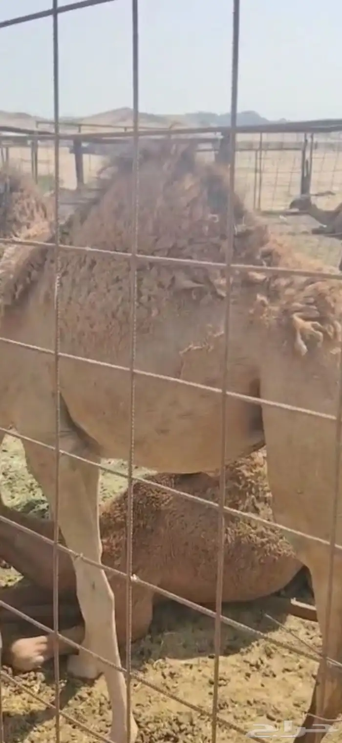 بكره العمر سبعه اشهر 2