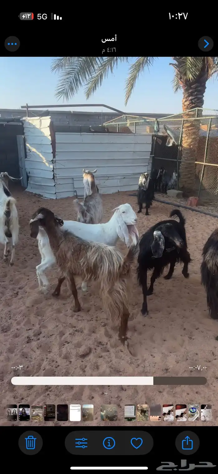 معزا للبيع 0