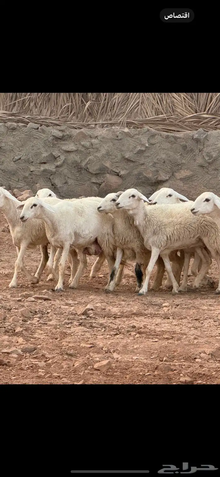 عرضين رخال. حريات ونجد 2