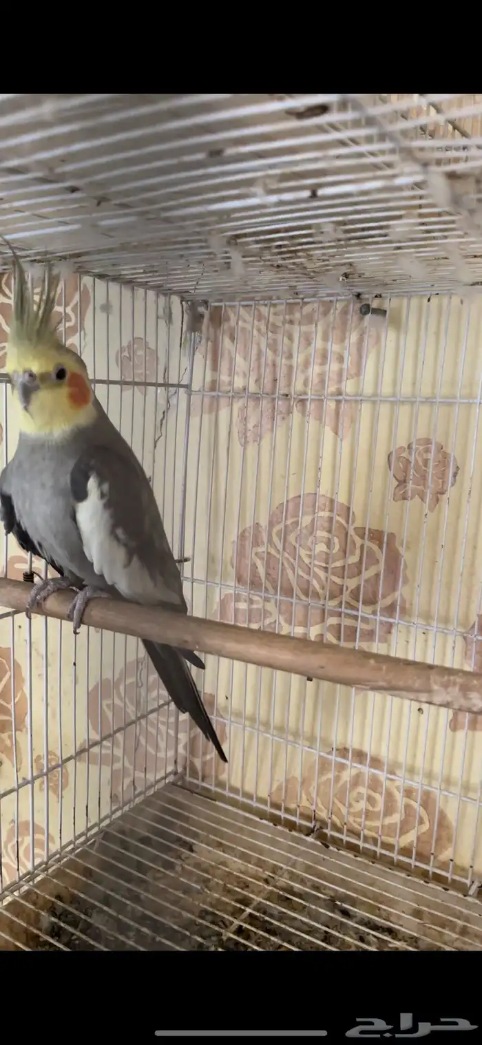 ذكور كيروان منتج شرط 3