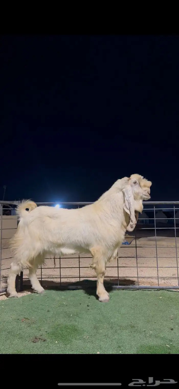 تيس فحل مطور خصم 2