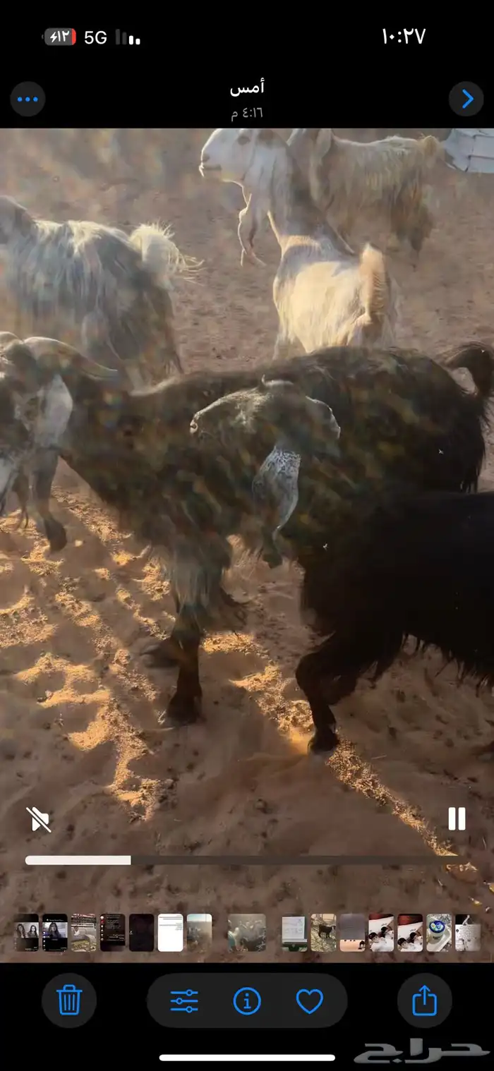 معزا للبيع 1