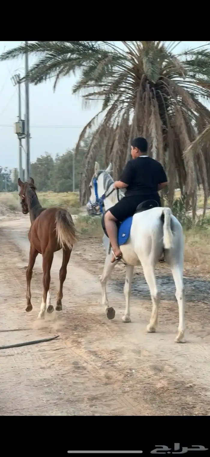 فرس شيخة معها مهره ولقاح 2