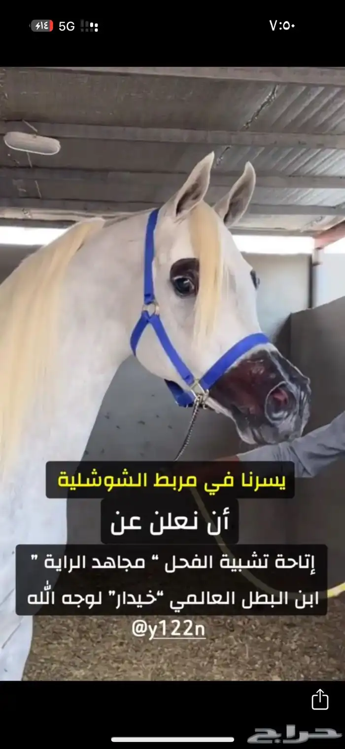 ايواء وعسف خيل(الدوادمي) 0