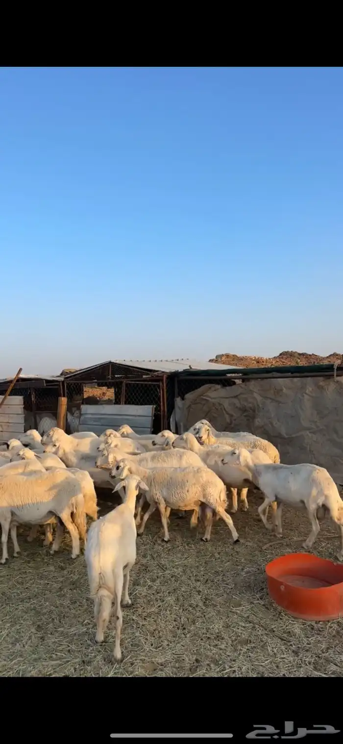 غنم مراح دفيع مشروطه 1