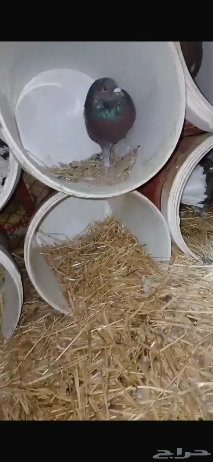 للبيع زوجين حمام منتج شرط تحت بيض ودجاجتين بياضات شرط 0