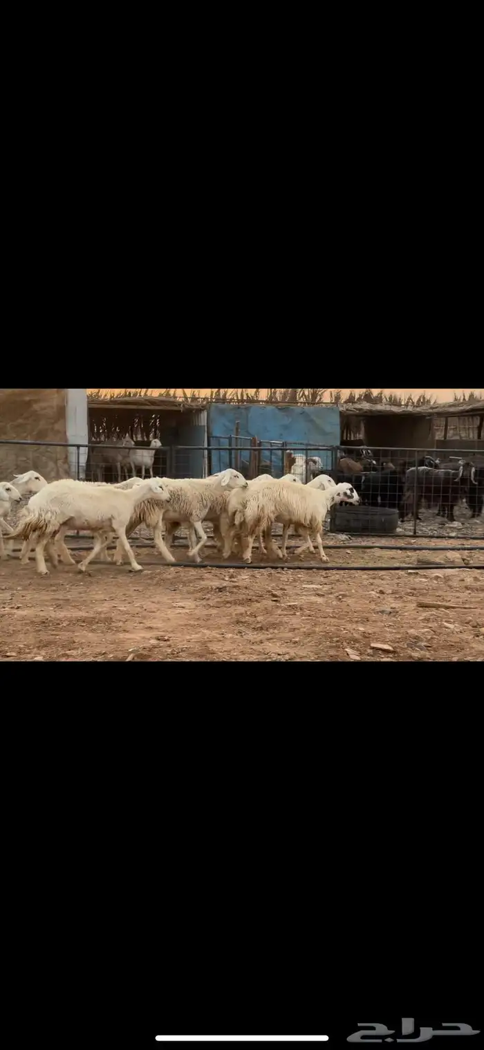 عرضين رخال. حريات ونجد 4